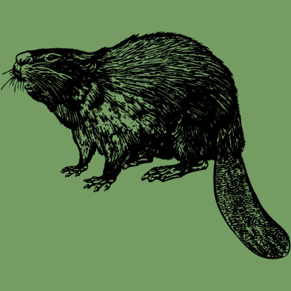 BEAVER02 Thumbnail