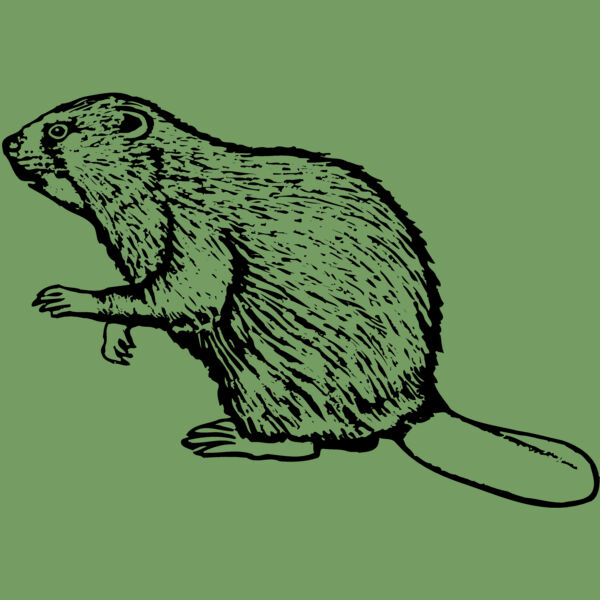 BEAVER03 Thumbnail